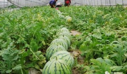 扎西枫丹娱乐吃瓜作品,揭秘娱乐圈背后的“吃瓜”故事